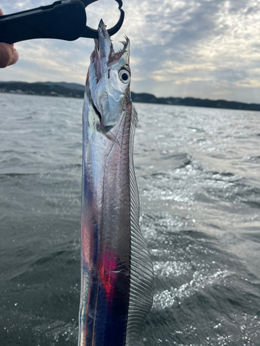 タチウオの釣果