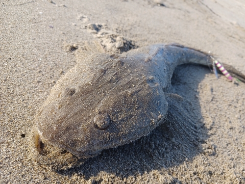 マゴチの釣果