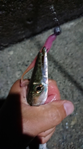 カマスの釣果