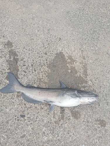 アメリカナマズの釣果