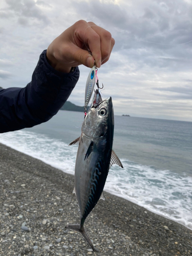 カツオの釣果