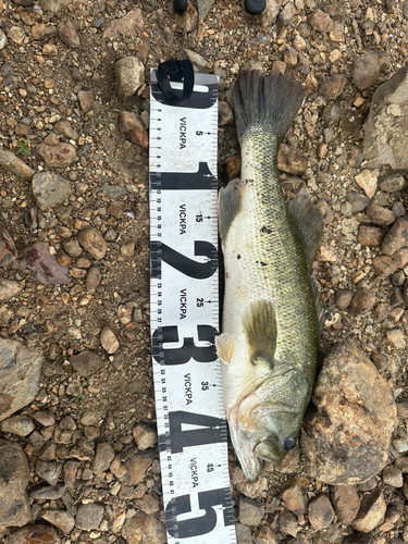 ブラックバスの釣果