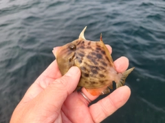 カワハギの釣果