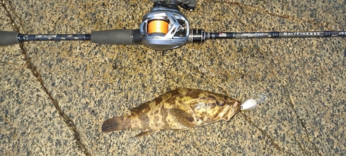 タケノコメバルの釣果