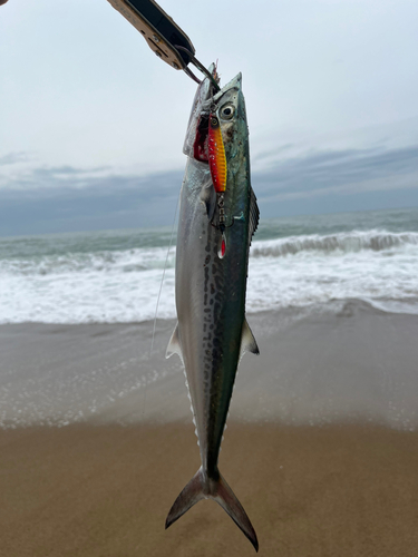 サゴシの釣果