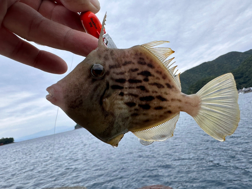 カワハギの釣果