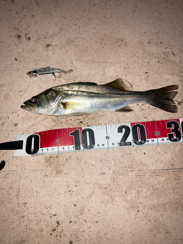 シーバスの釣果