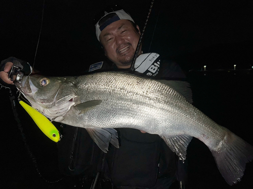 ヒラスズキの釣果