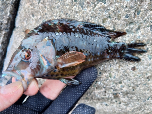 オハグロベラの釣果