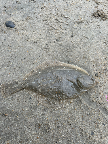 カレイの釣果