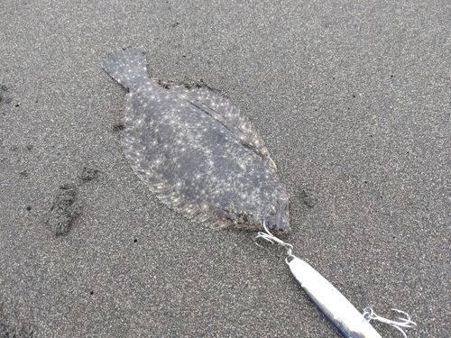 ソゲの釣果