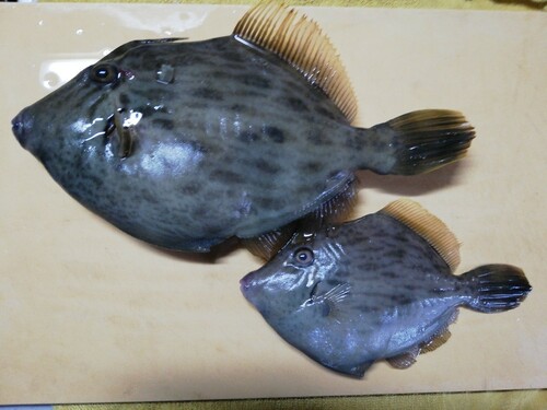 カワハギの釣果