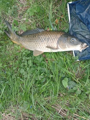 コイの釣果