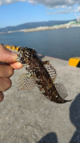 アナハゼの釣果