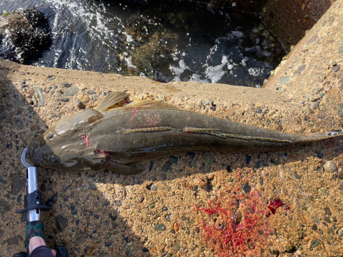 マゴチの釣果