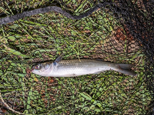 ボラの釣果