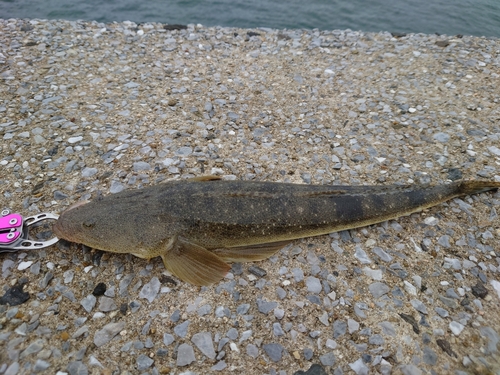 マゴチの釣果