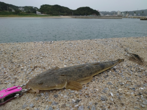 マゴチの釣果