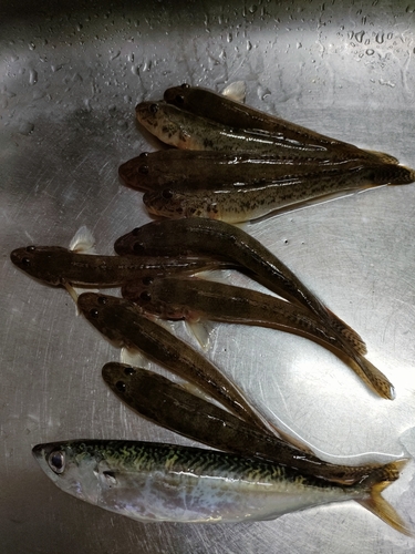 ハゼの釣果