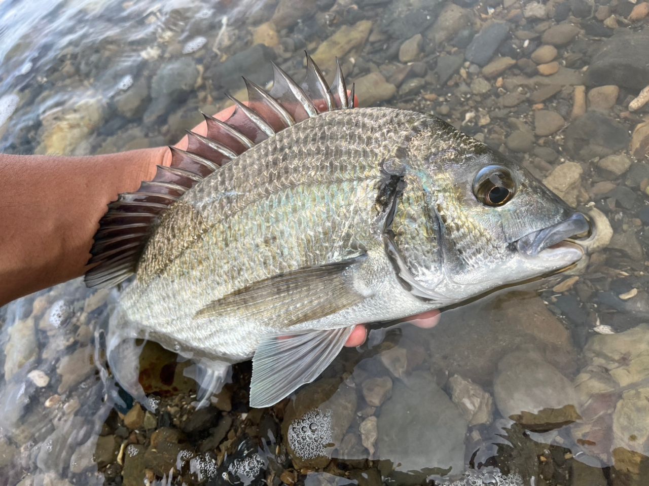 ミナミクロダイ