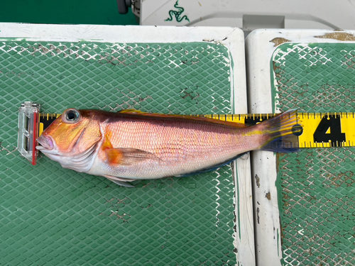 アマダイの釣果