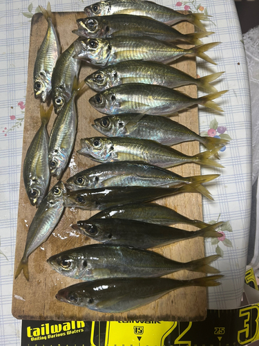 アジの釣果