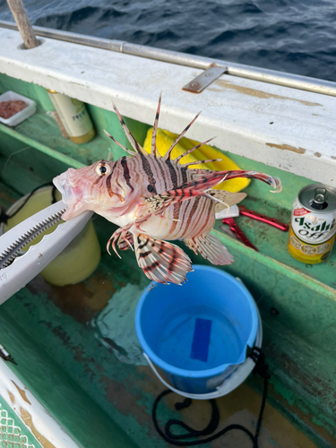 ミノカサゴの釣果