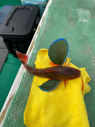 ホウボウの釣果