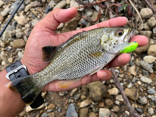 オオクチユゴイの釣果