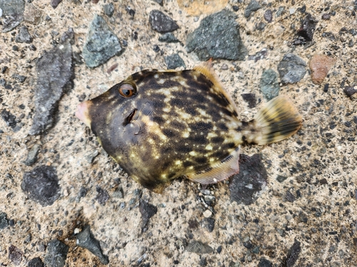 カワハギの釣果