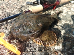 カジカの釣果