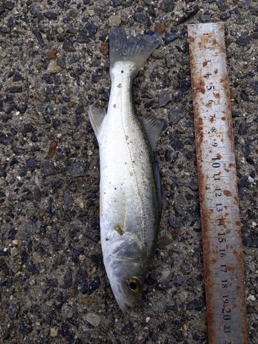 セイゴ（マルスズキ）の釣果