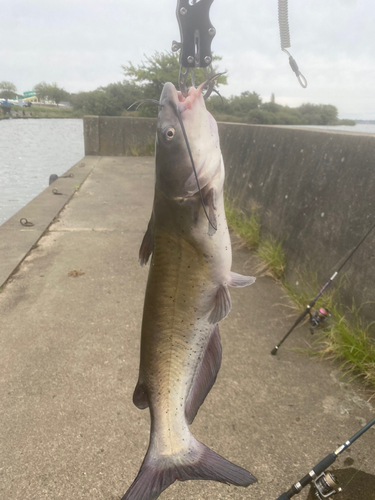 アメリカナマズの釣果