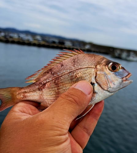 チャリコの釣果