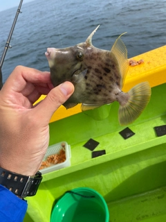 カワハギの釣果