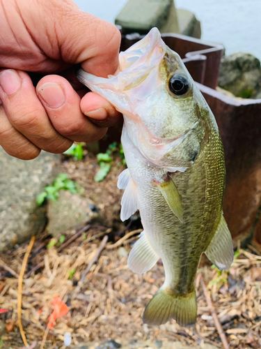 ラージマウスバスの釣果