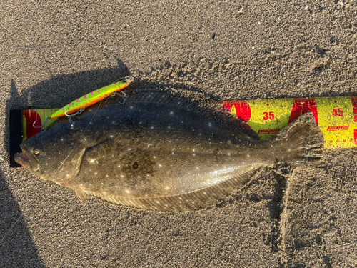 ヒラメの釣果