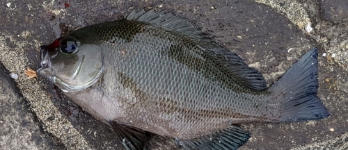 メジナの釣果