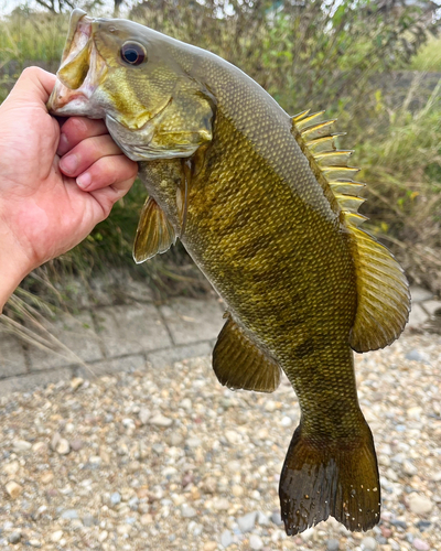 スモールマウスバスの釣果