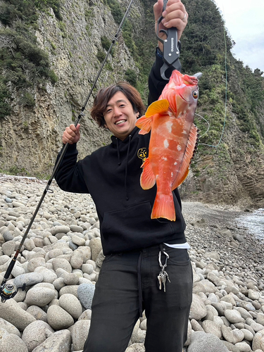 アカハタの釣果