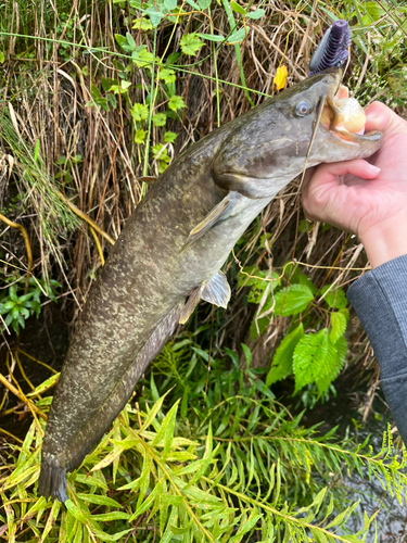 ナマズの釣果