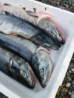 サケの釣果