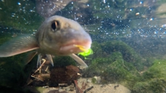 ニゴイの釣果