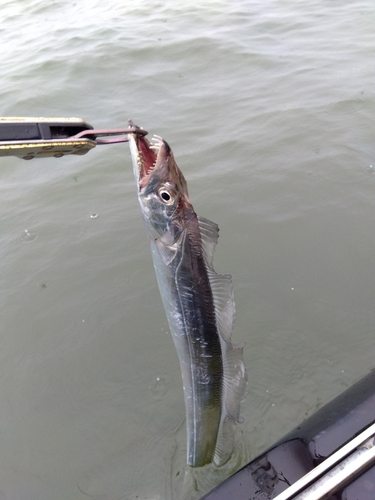 タチウオの釣果