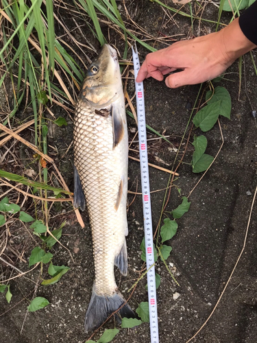 ニゴイの釣果