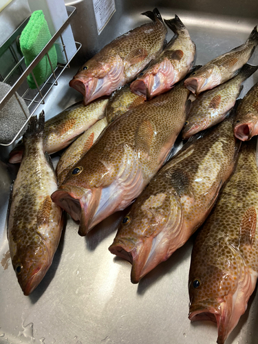 オオモンハタの釣果