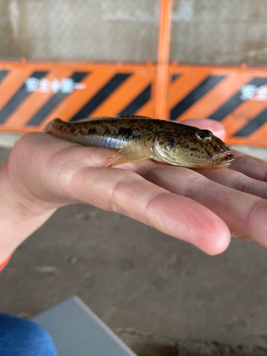 マハゼの釣果