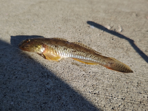 マハゼの釣果