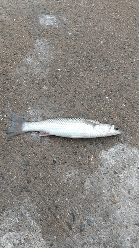 メナダの釣果