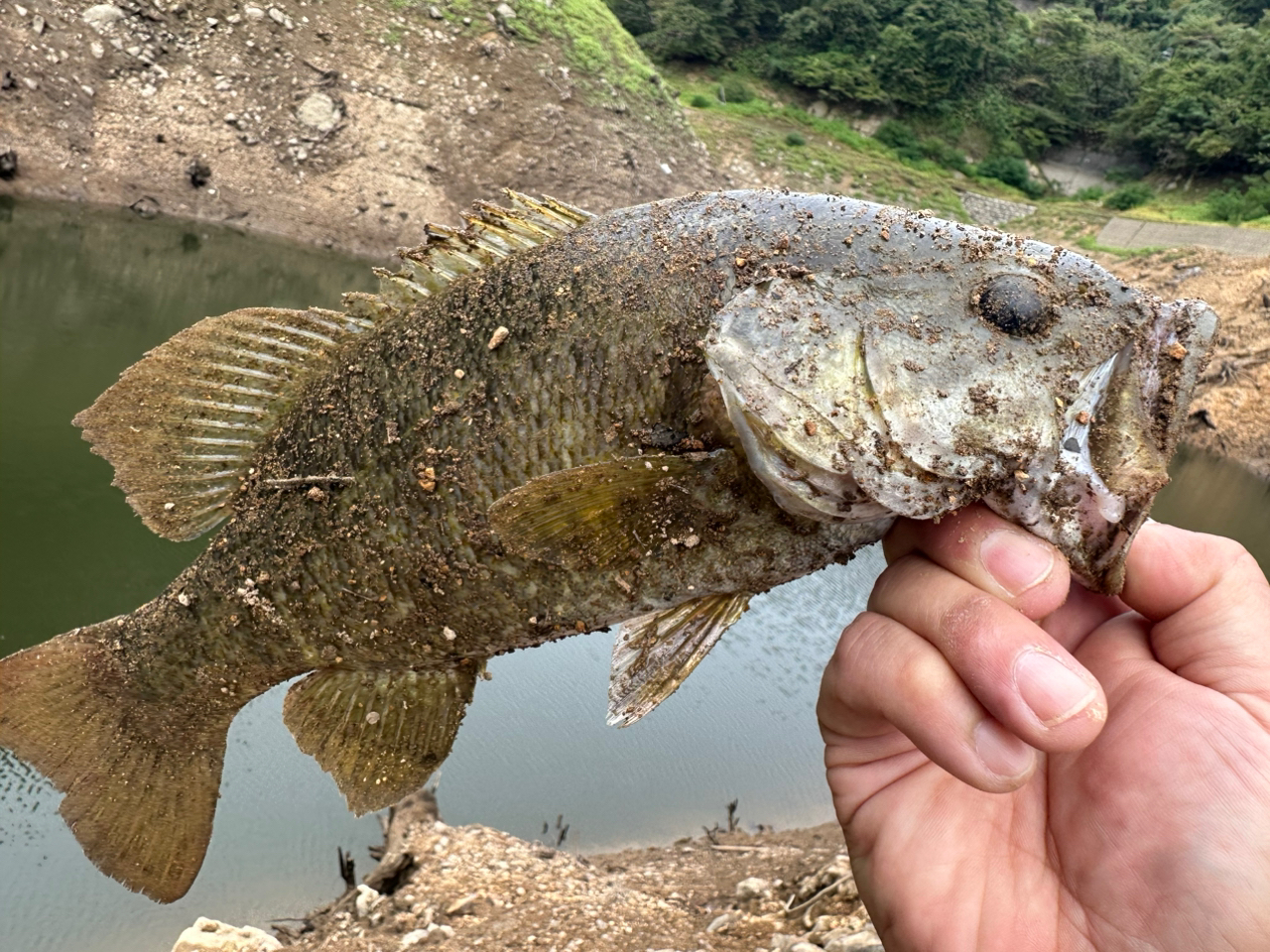 スモールマウスバス